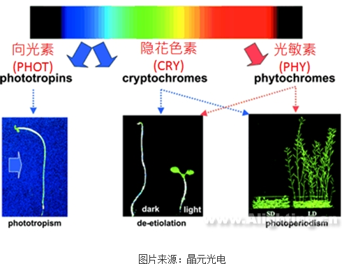 植物照明的光谱配比难题如何解_中国半导体照