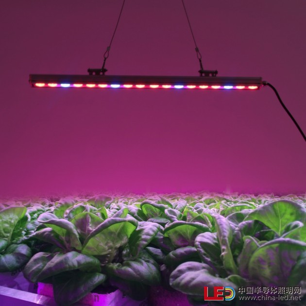 植物灯条6