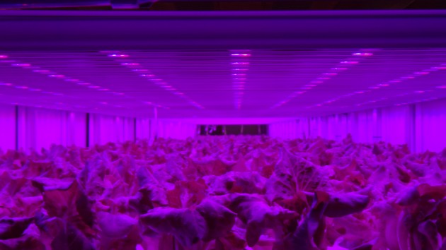 【新闻图片】飞利浦GreenPower LED助力日本Prime Delica生产更健康、安全的作物，满足7-Eleven顾客所需02