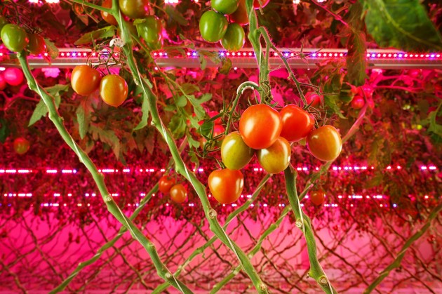 【新闻图片】昕诺飞携手俄罗斯创新型农业企业RIAT，在植物工厂内打造全新人工照明方式种植番茄和黄瓜 (1)