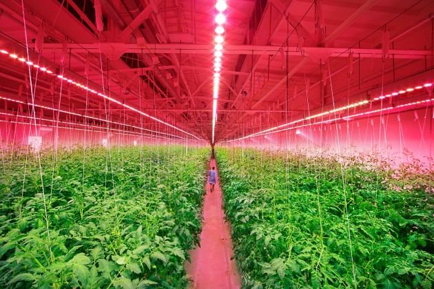 【新闻图片】昕诺飞携手俄罗斯创新型农业企业RIAT，在植物工厂内打造全新人工照明方式种植番茄和黄瓜 (3)