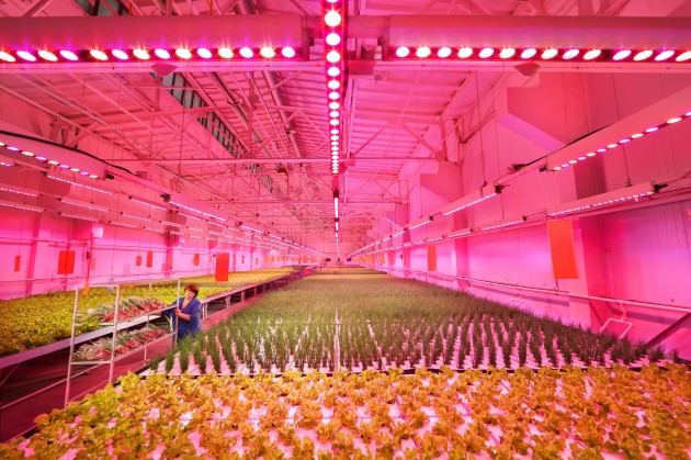 【新闻图片】昕诺飞携手俄罗斯创新型农业企业RIAT，在植物工厂内打造全新人工照明方式种植番茄和黄瓜 (4)